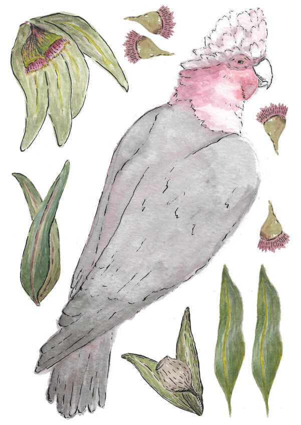 WD-Galah-A-A4-page-Main-image